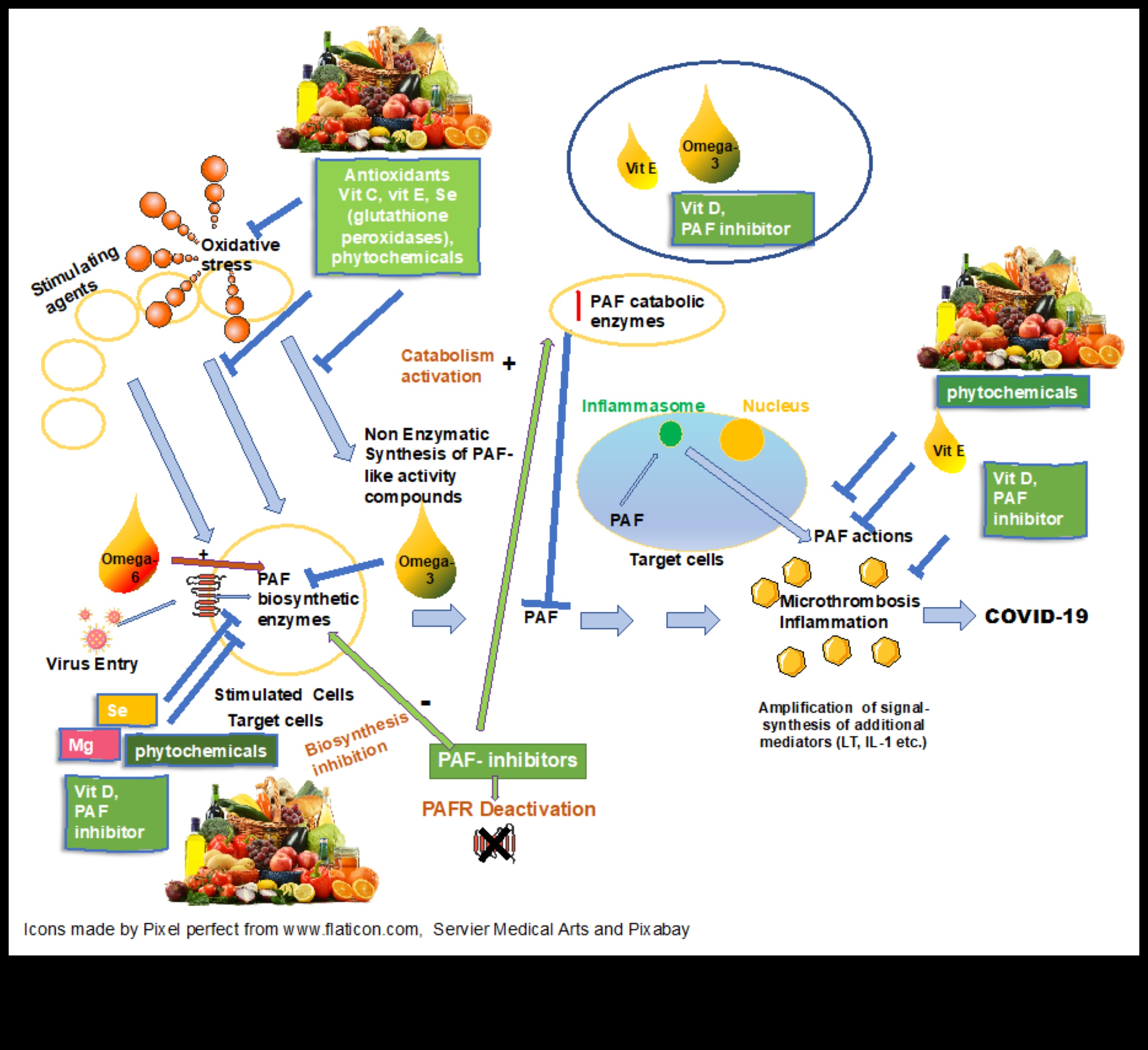 Simfonia de micronutrienți: Orchestrarea sănătății prin nutriție