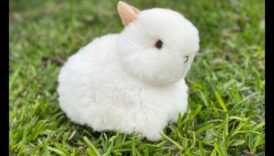 Bunny Bliss: Echipament adorabil pentru bebeluși pe tema iepurelui