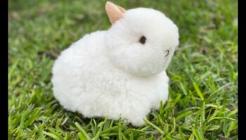 Bunny Bliss: Echipament adorabil pentru bebeluși pe tema iepurelui